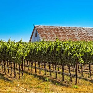 Rows of grape vines at a profitable small winery 